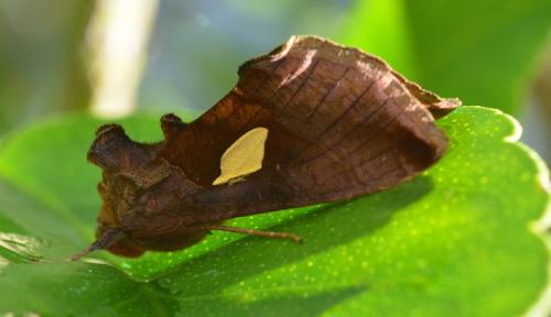 Réf. 212 082 : Autographa bractea
